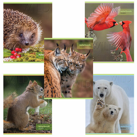 Тетрадь А5 48л. HATBER-ECO скоба, офсет №2 ЭКОНОМ, клетка, обложка мелов. бумага, Дикий мир, 48Т5D1 404484