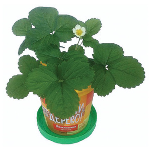 e1b572cf85558a7c9ec8774efa11394e_x